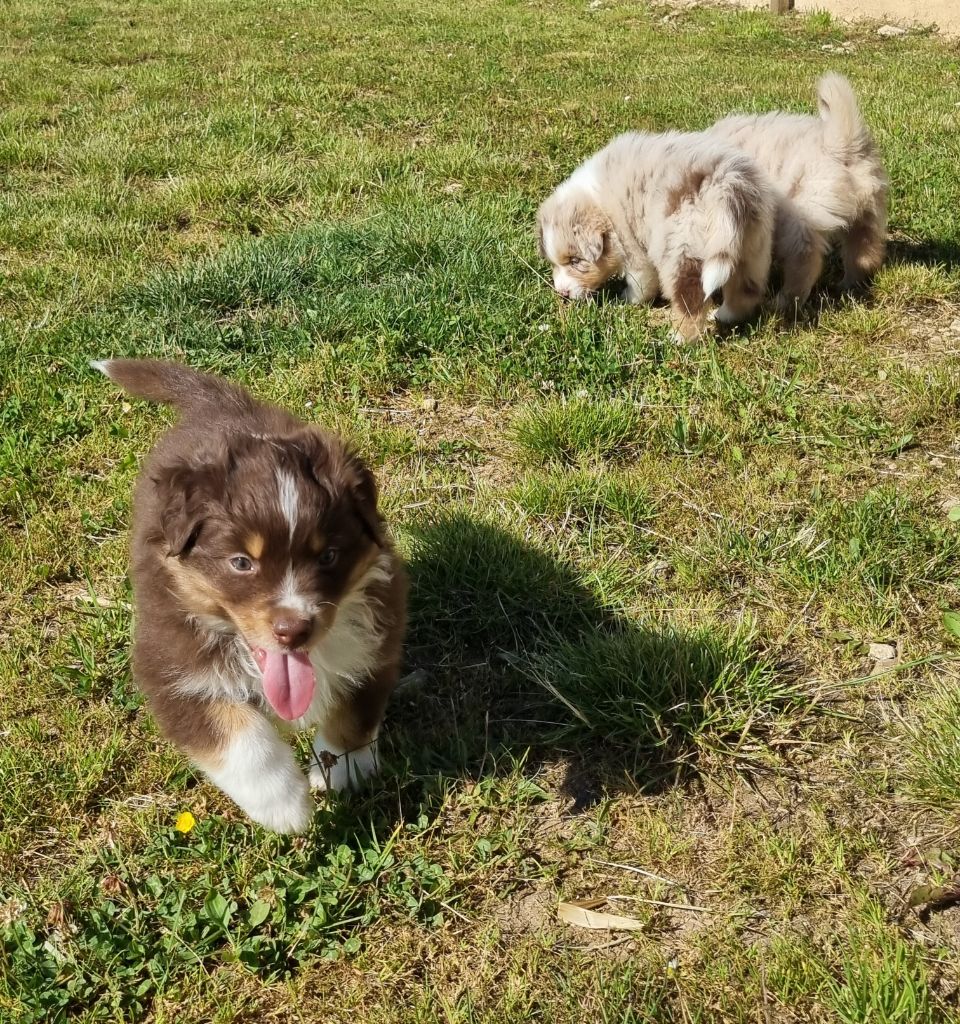 Chiot Berger Australien Gaec De Nougayrac
